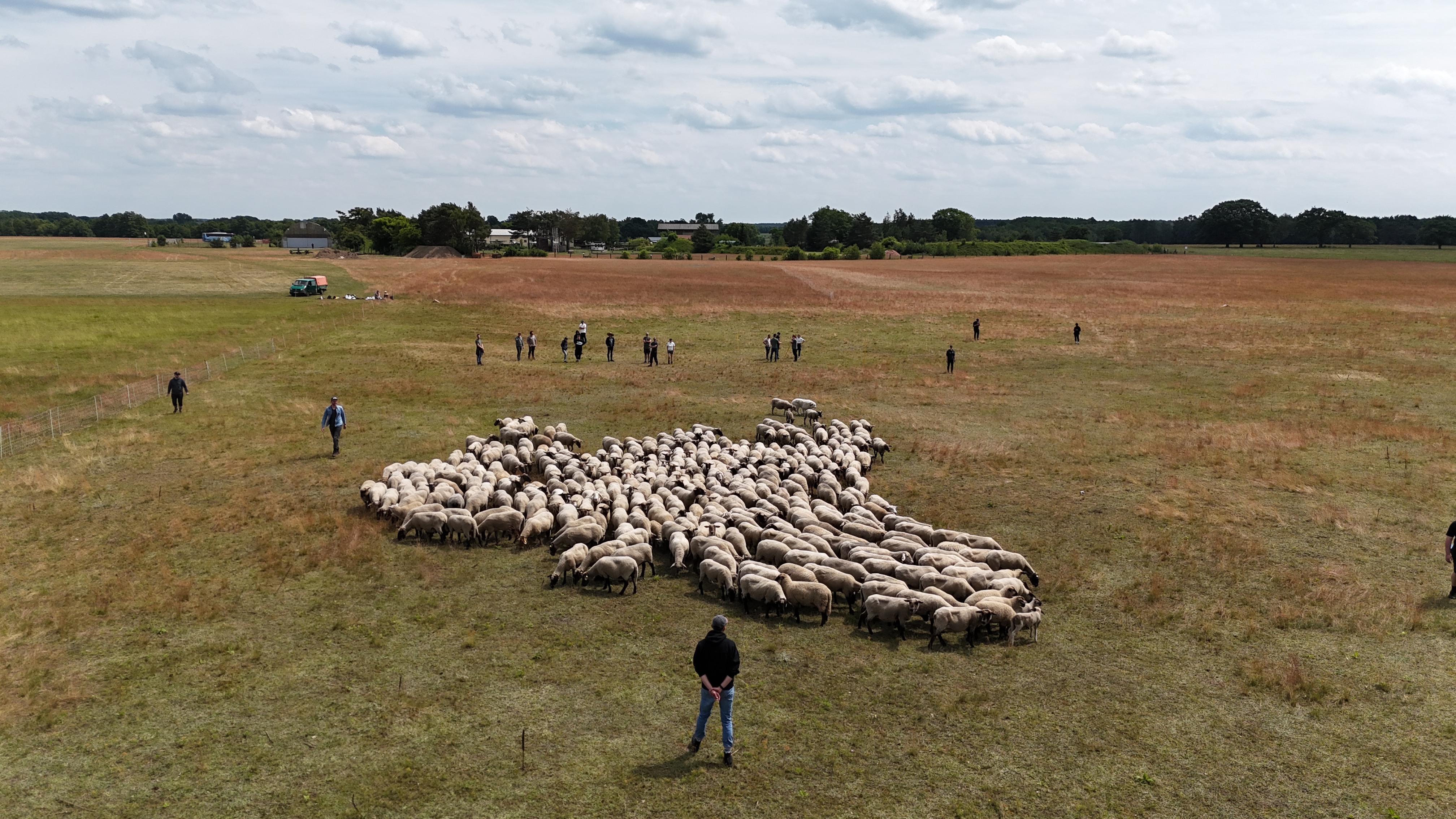 Schafe auf einer Weide eintreiben: eines der Teamevents von calimoto.